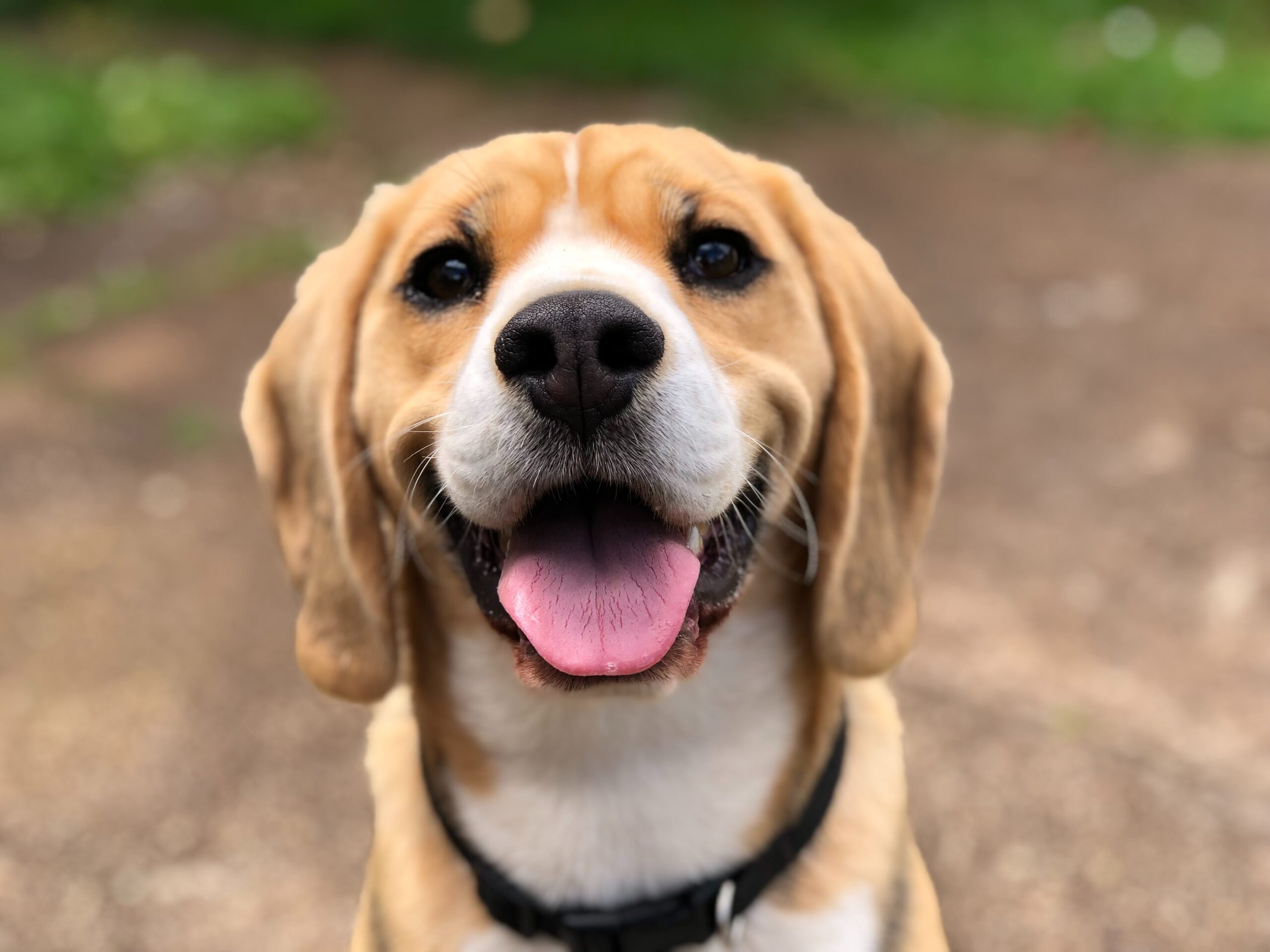 Happy beagle sitting outside at pet friendly South Charlotte apartment