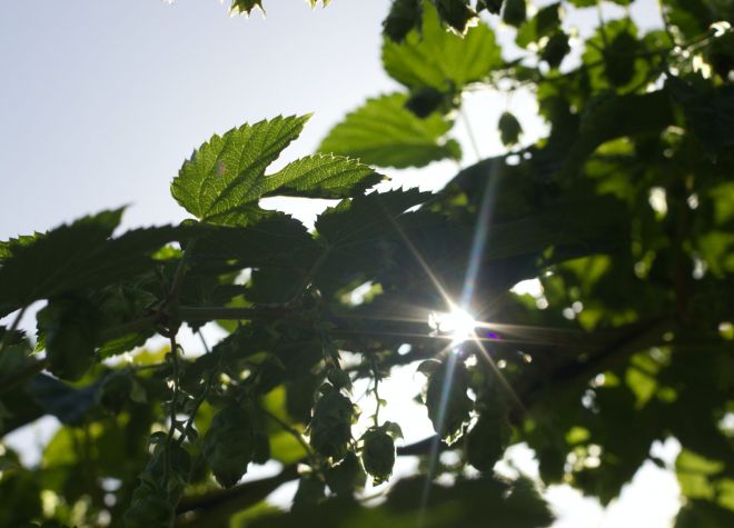Sunlight peaking through leaf trees on a nice day